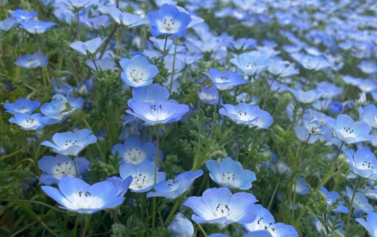 横浜駅より1時間で花の国『くりはま花の国』都会の喧騒を離れてゆったり