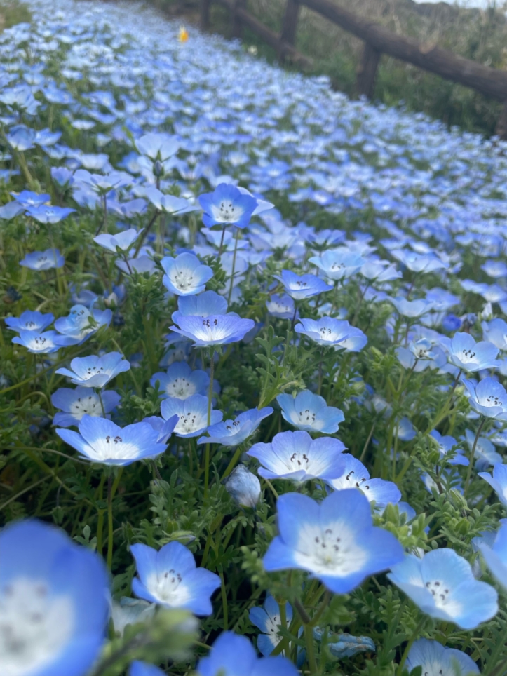 横浜駅より1時間で花の国『くりはま花の国』都会の喧騒を離れてゆったり