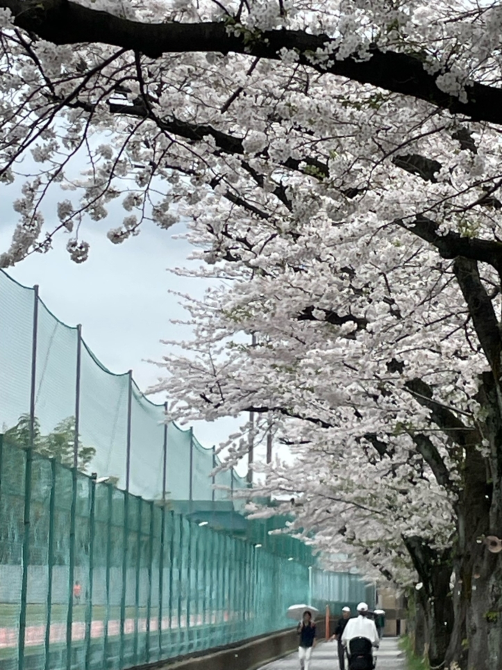 駅からすぐ大学横に長い『桜のトンネル』当社募集中物件も近所