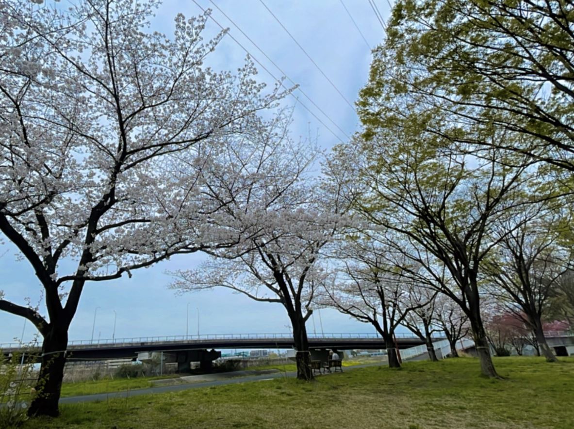 新横浜お花見スポット🌸新横浜三丁目