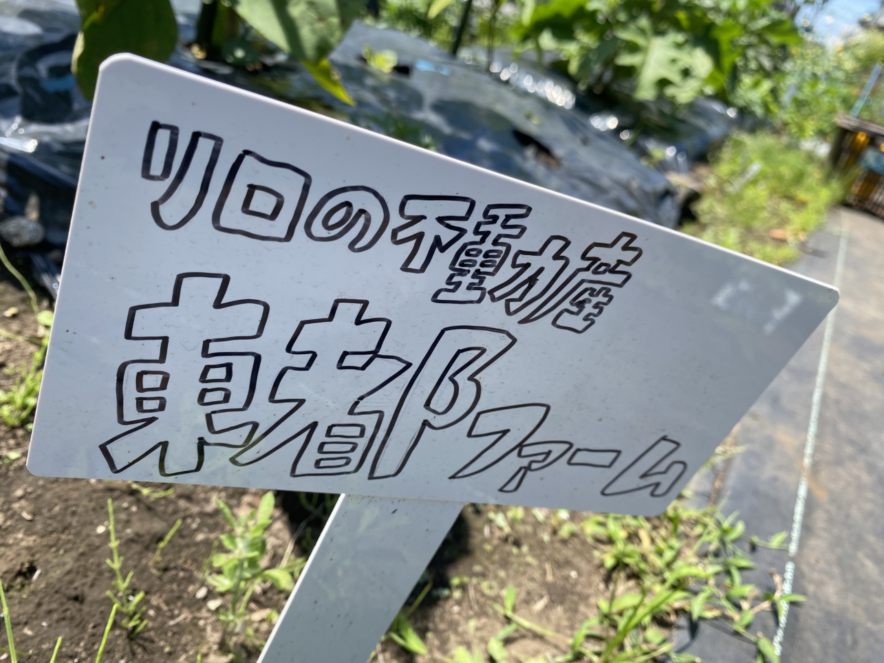 東都シェア畑プロジェクト”初収穫”