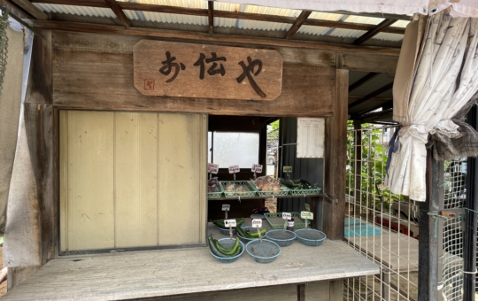 採りたて新鮮お野菜が買える！【無人販売】