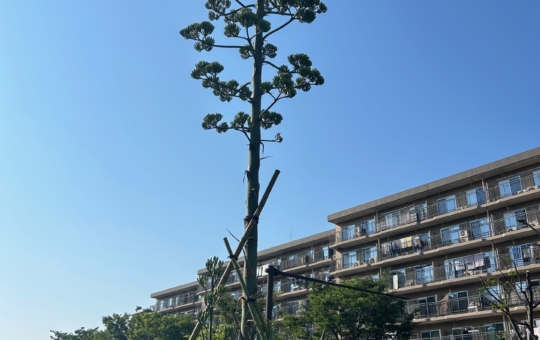 100年に一度花が咲く植物”との異名があります！