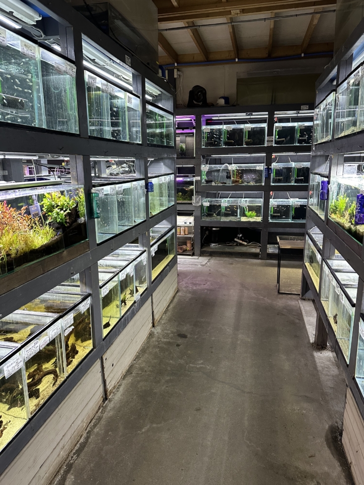 【聖蹟桜ヶ丘 スポット】創業100年を超える吉田鑑賞魚店／吉田観賞魚店