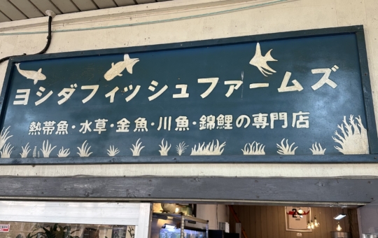 【聖蹟桜ヶ丘 スポット】創業100年を超える吉田鑑賞魚店／吉田観賞魚店