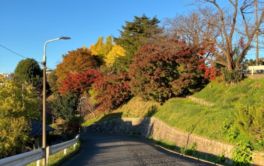 紅葉