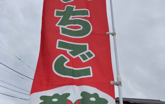 いちごの美味しい季節ですね　【新倉農園】