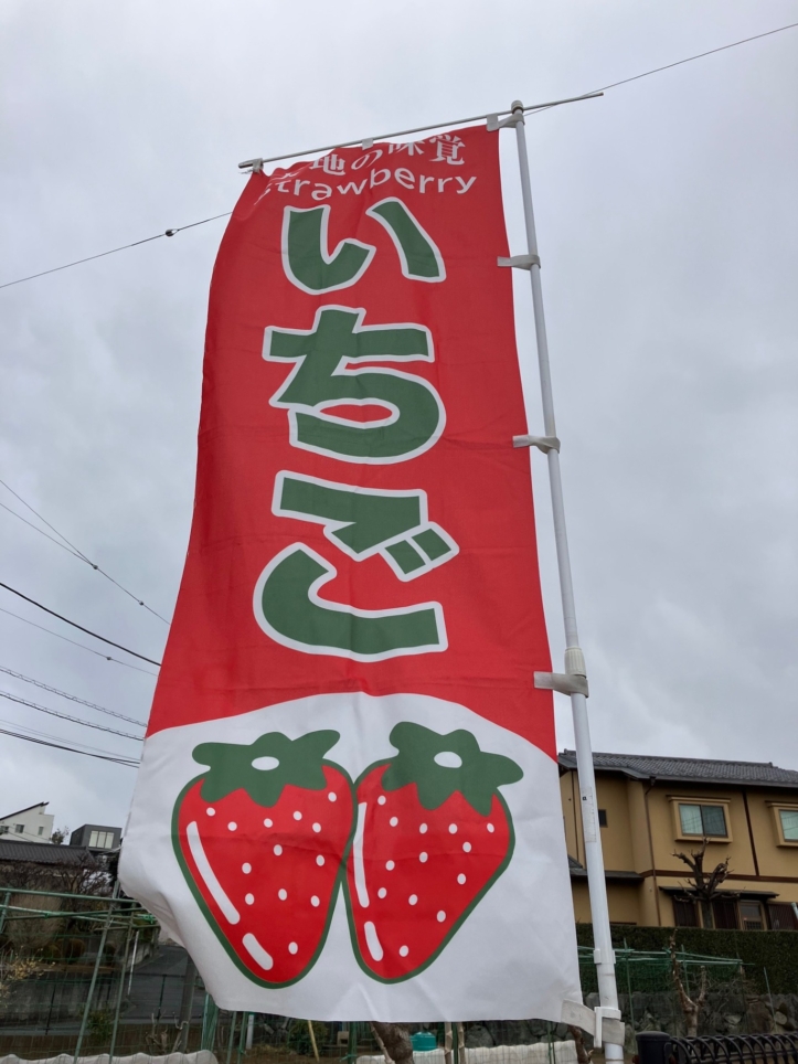 いちごの美味しい季節ですね　【新倉農園】