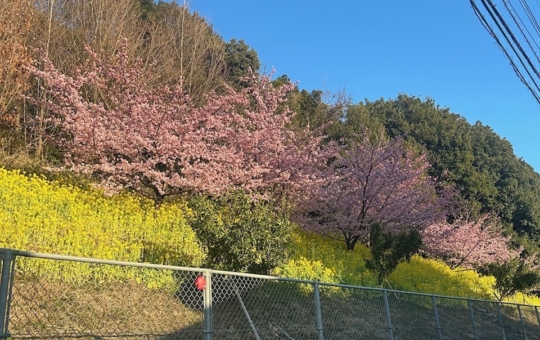 黄色とピンクと青