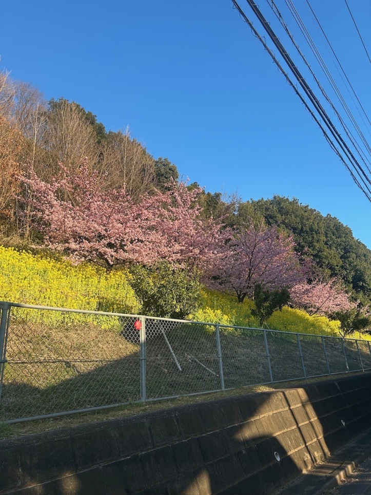 黄色とピンクと青