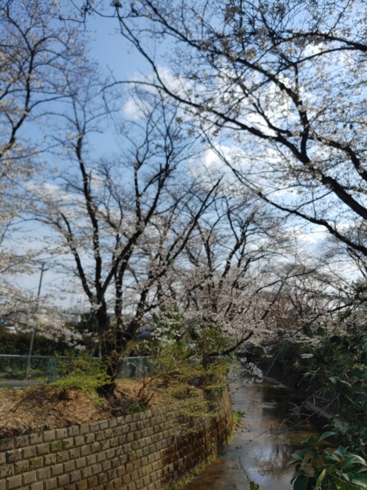 麻生川沿いが鮮やかに色づく桜の時期がやってまいりました🌸