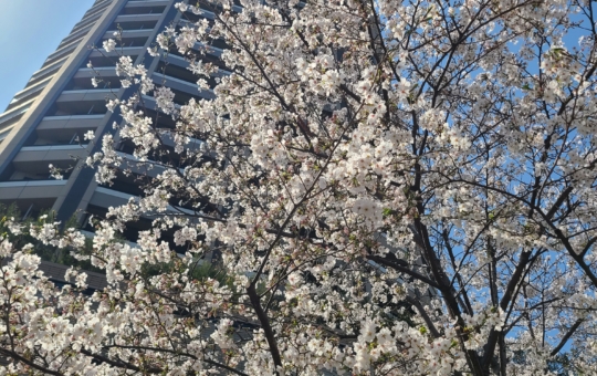 桜の季節になりました🌸