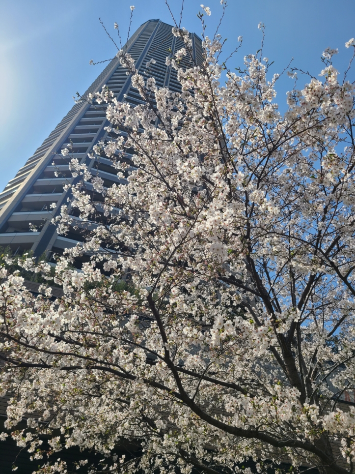 桜の季節になりました🌸