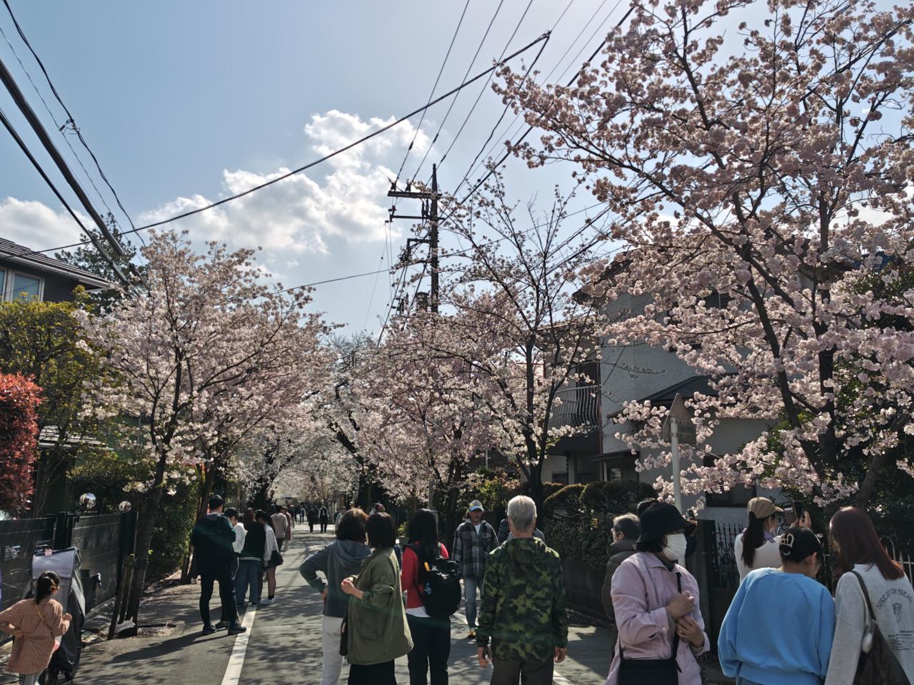 ☆桜まつり～上北沢☆