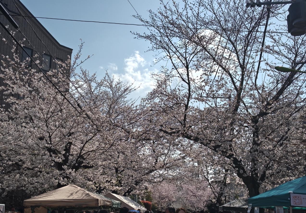 ☆桜まつり～上北沢☆