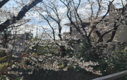 麻生川沿いが鮮やかに色づく桜の時期がやってまいりました🌸