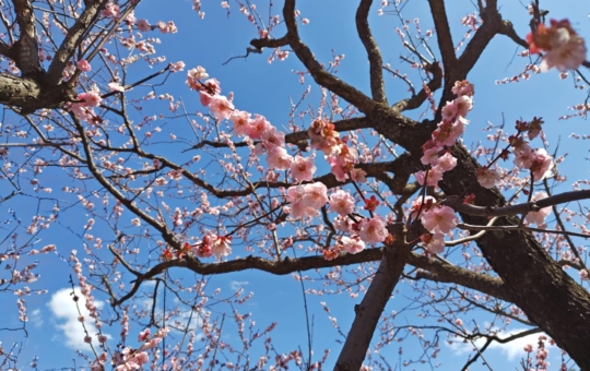 春～♪【羽根木公園】