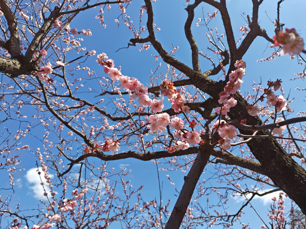 春～♪【羽根木公園】