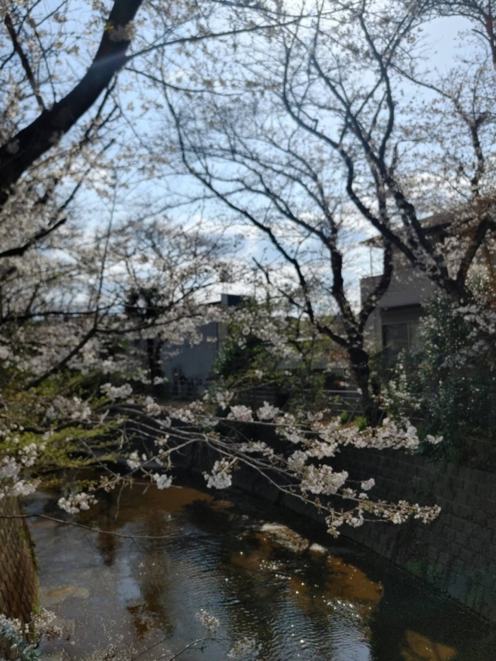 麻生川沿いが鮮やかに色づく桜の時期がやってまいりました🌸