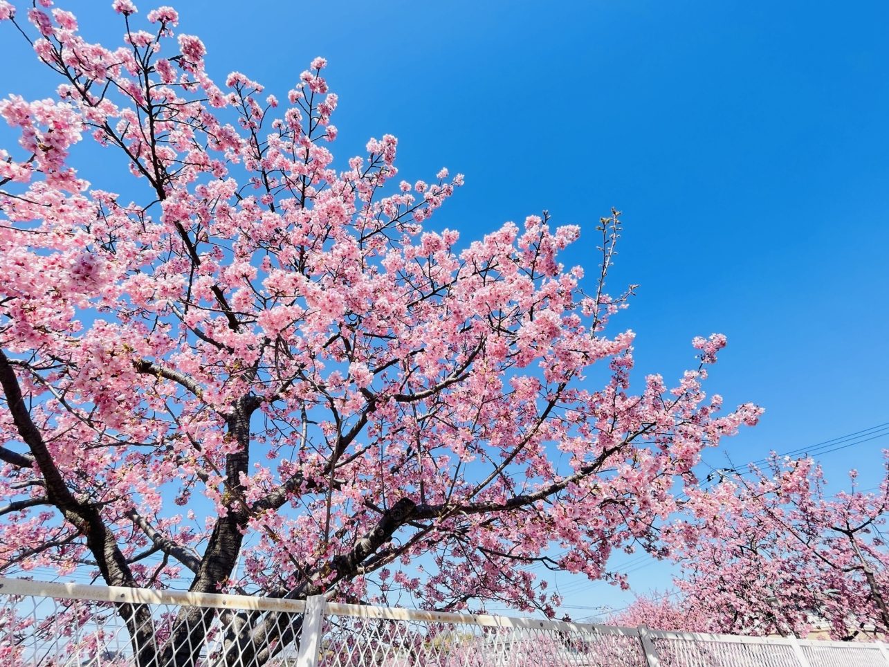 【泉区】西が岡公園多目的広場横　桜並木