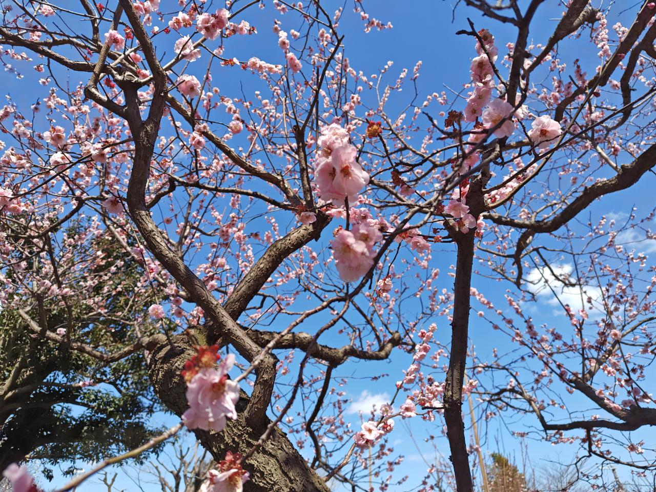 春～♪【羽根木公園】