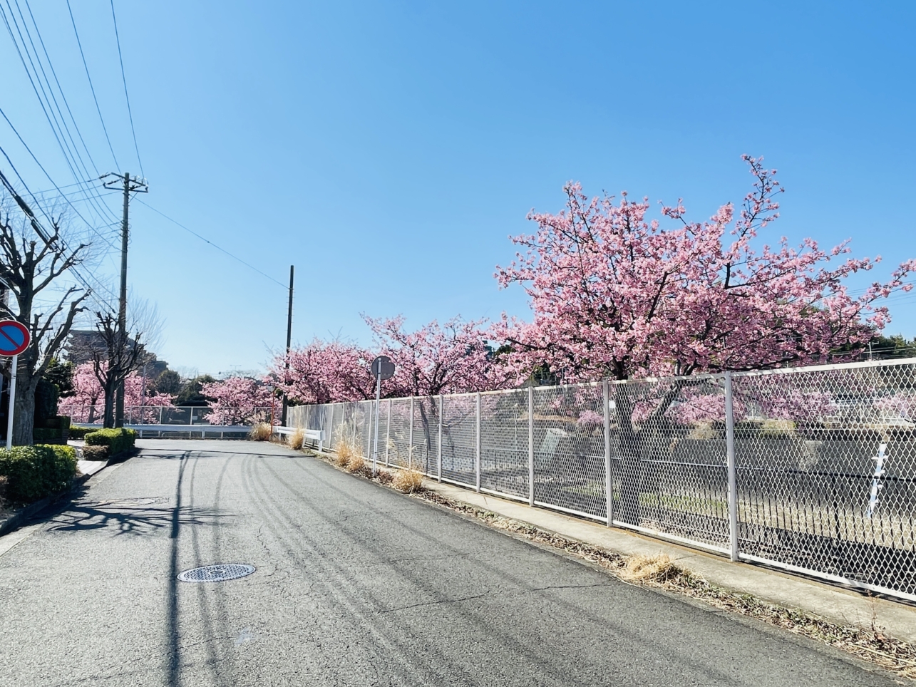 【泉区】西が岡公園多目的広場横　桜並木
