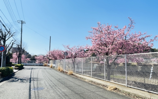 【泉区】西が岡公園多目的広場横　桜並木