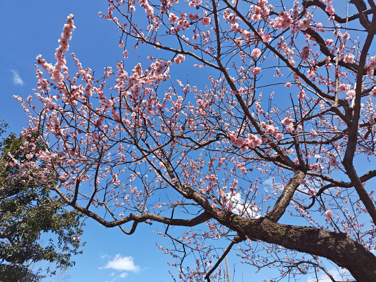 春～♪【羽根木公園】