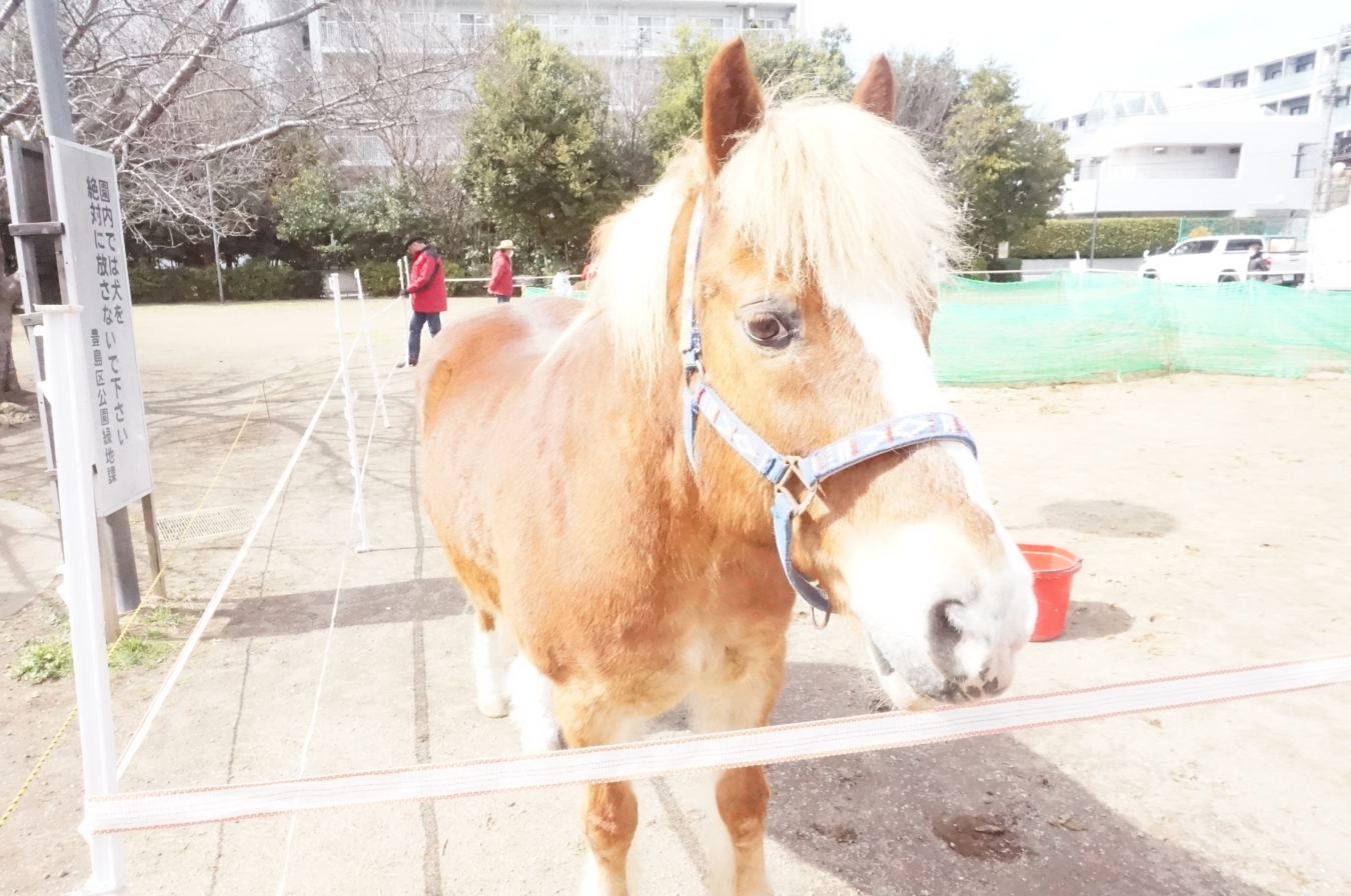 え？ポニー？！住宅街の公園で会えます！