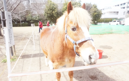 え？ポニー？！住宅街の公園で会えます！