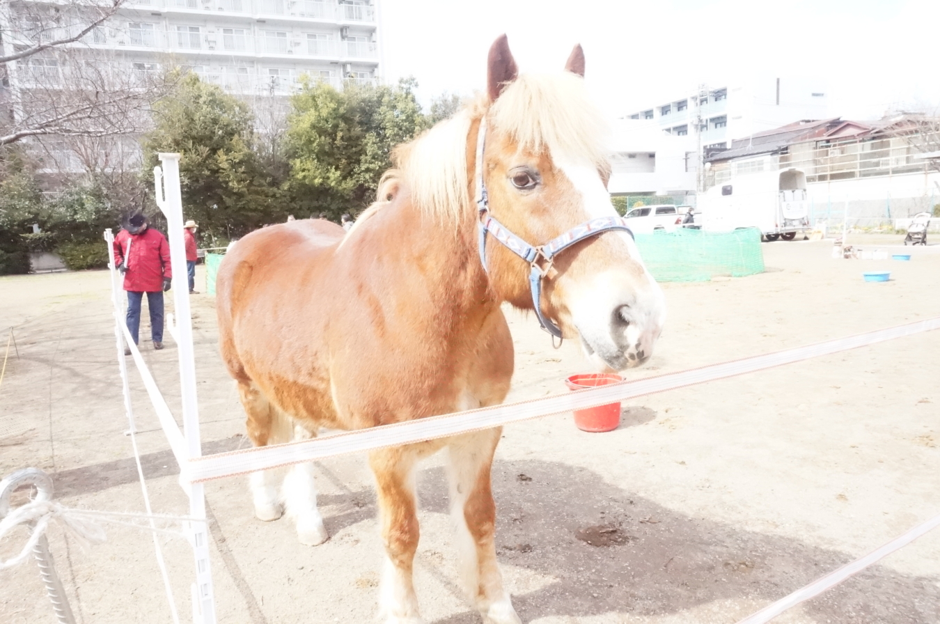 え？ポニー？！住宅街の公園で会えます！