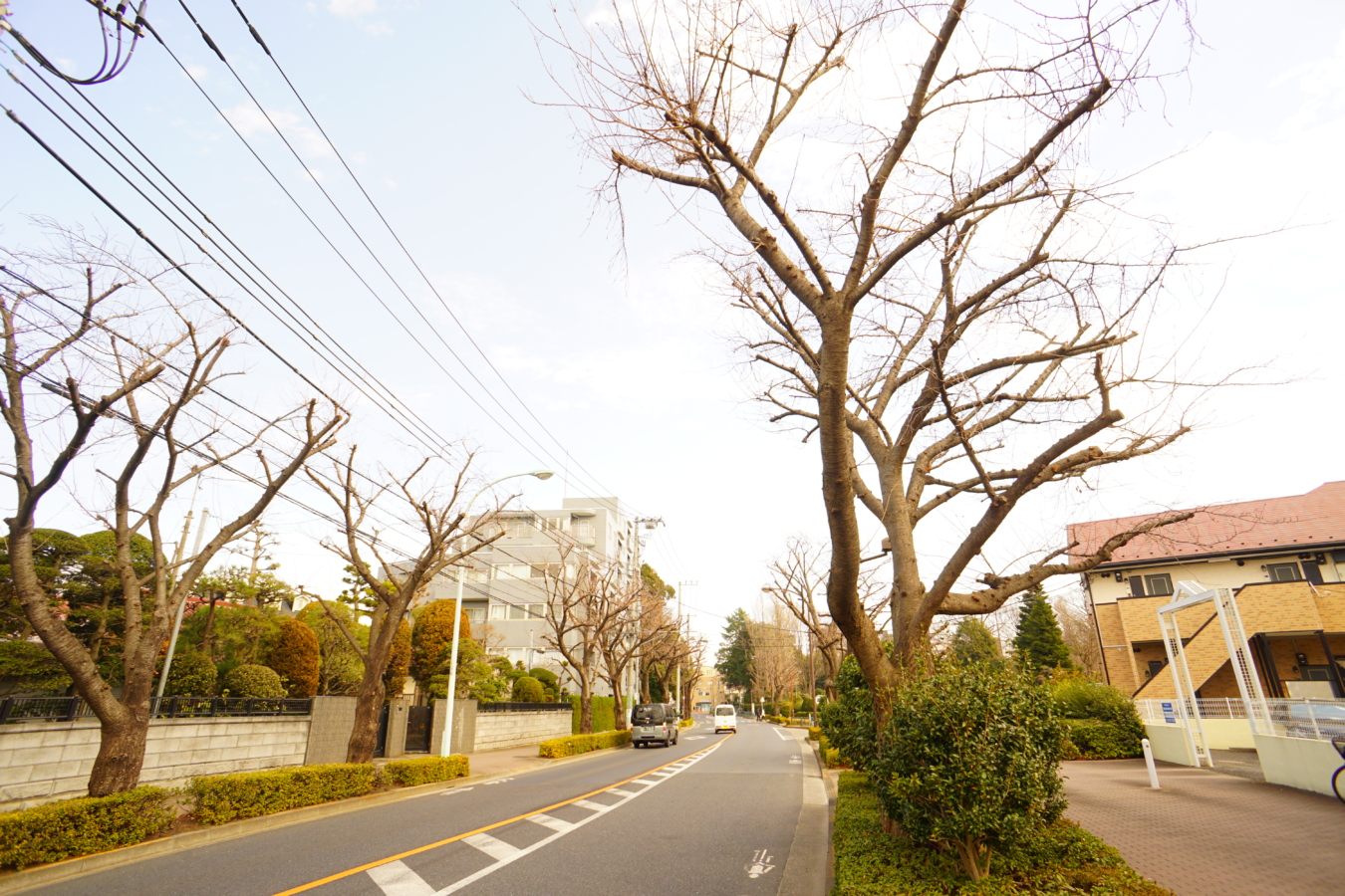 もうすぐ桜の季節・狛江の桜並木