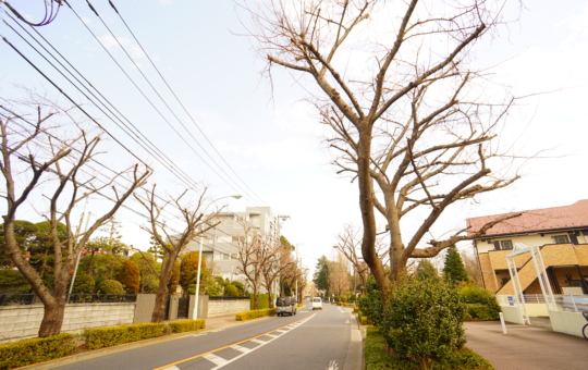 もうすぐ桜の季節・狛江の桜並木