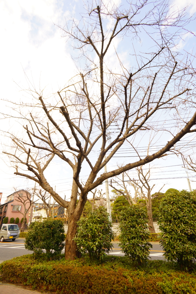 もうすぐ桜の季節・狛江の桜並木