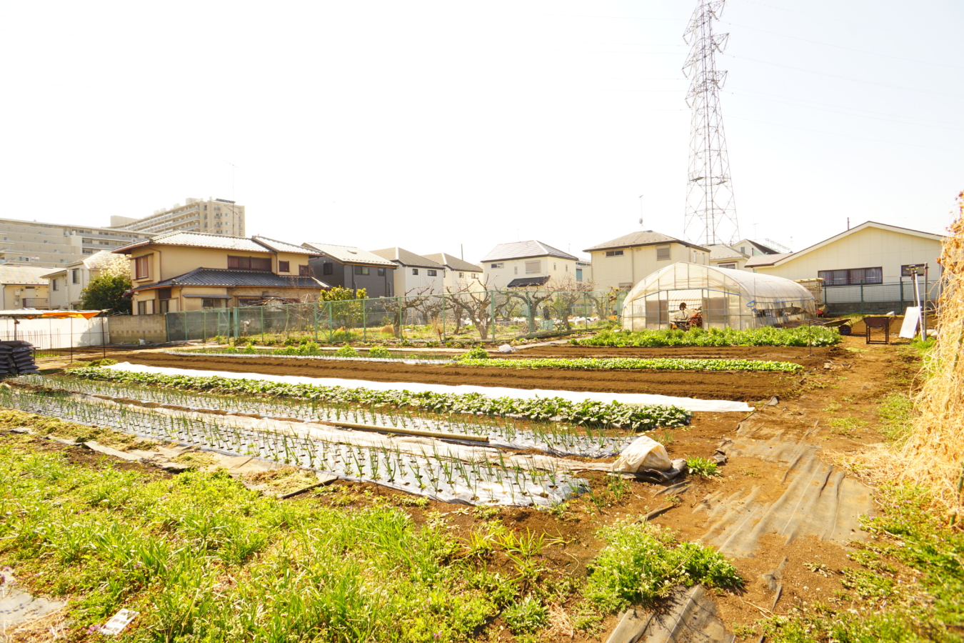 狛江の地産地消！狛江ブランド農産物♪