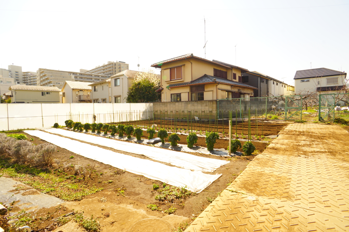 狛江の地産地消！狛江ブランド農産物♪