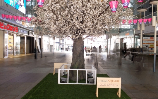 一足早い満開の桜🌸【相模大野駅前】