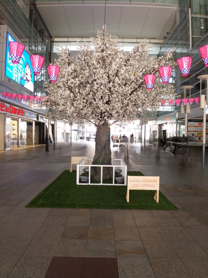 一足早い満開の桜🌸【相模大野駅前】