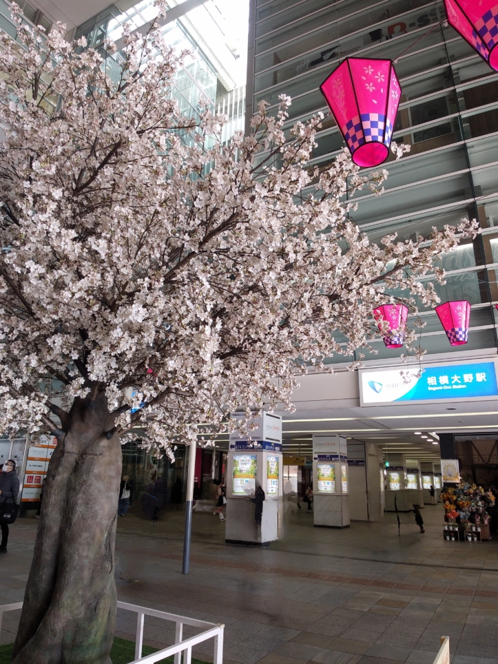 一足早い満開の桜🌸【相模大野駅前】