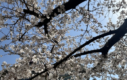 聖蹟桜ヶ丘・・・春の訪れ♪