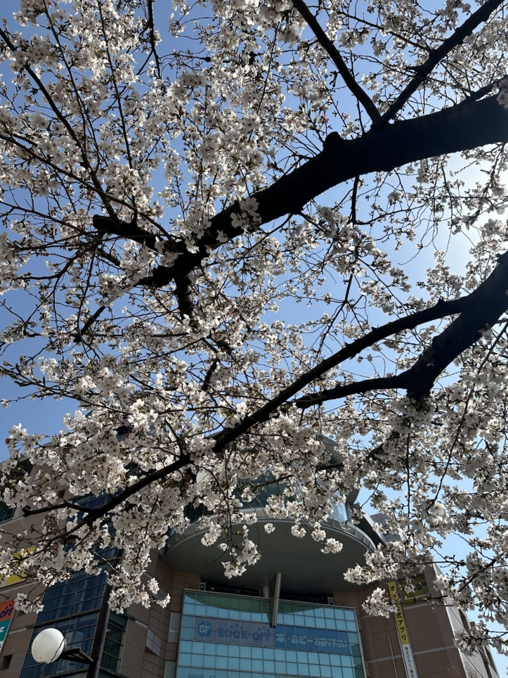 聖蹟桜ヶ丘・・・春の訪れ♪