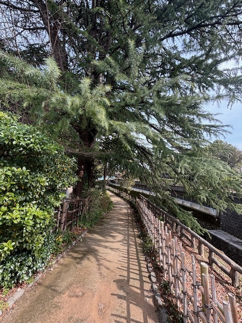 そろそろ桜の季節です☆お花見を楽しめるには哲学堂公園がオススメ☆