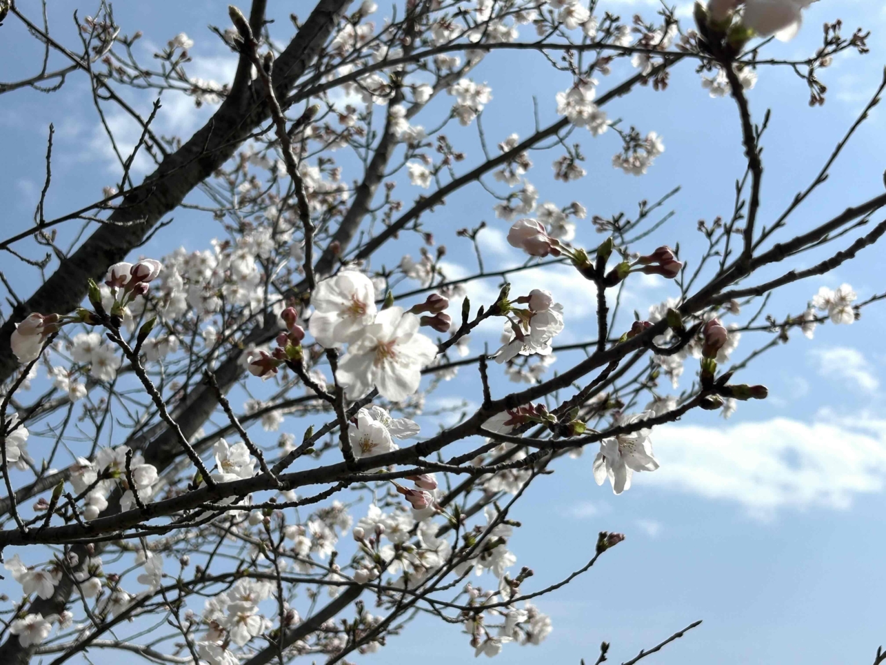 桜咲く♪♪（狭山公園）
