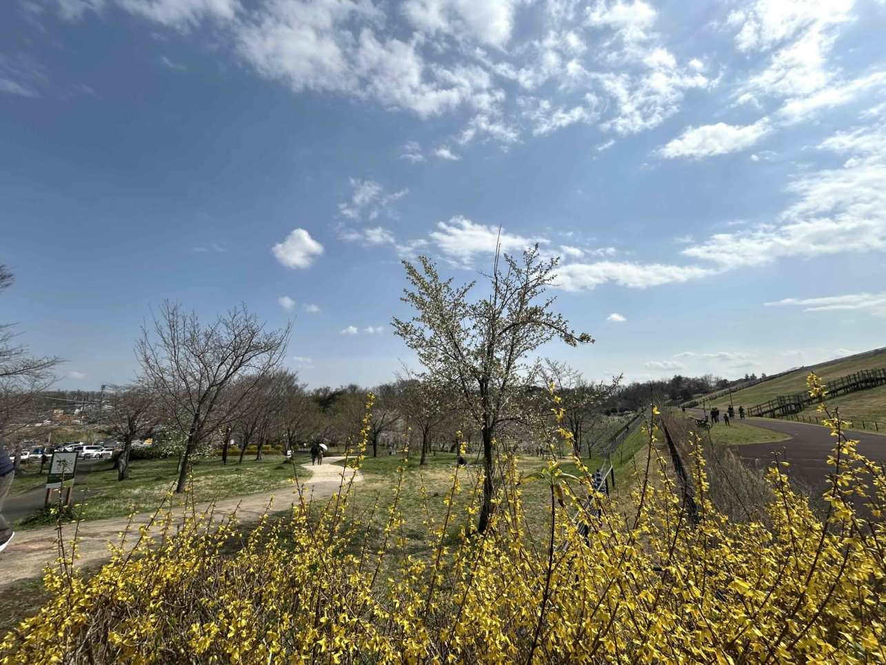 桜咲く♪♪（狭山公園）