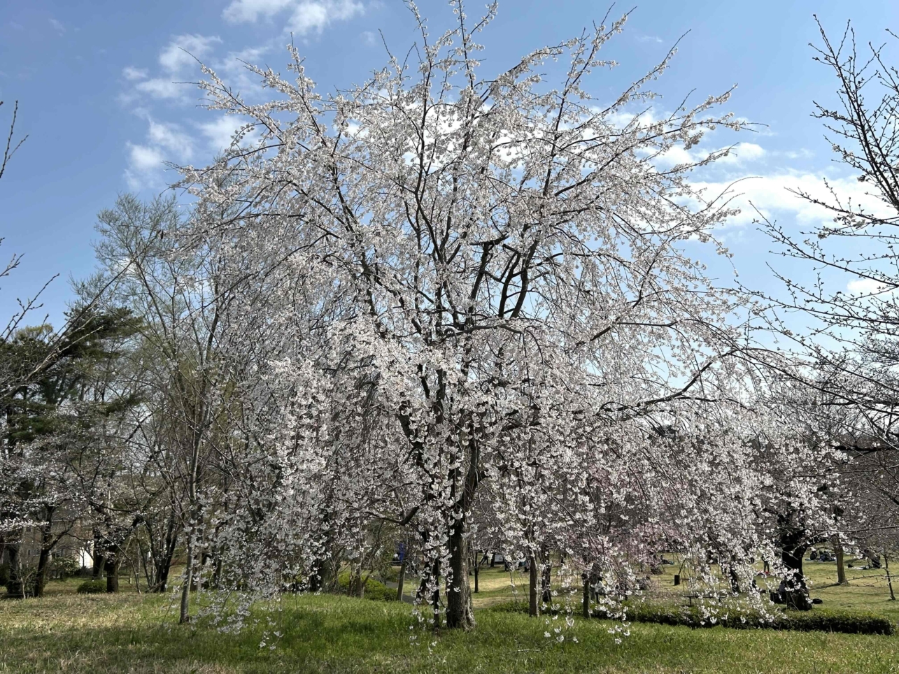 桜咲く♪♪（狭山公園）