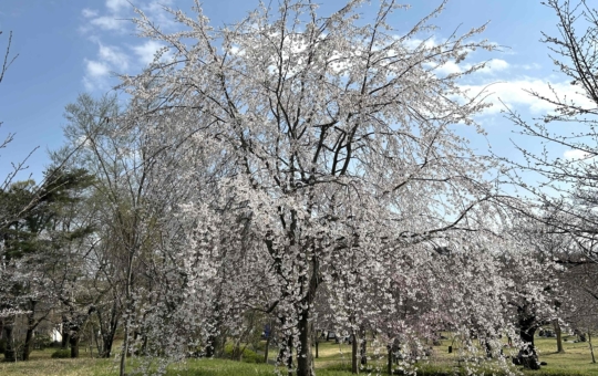 桜咲く♪♪（狭山公園）