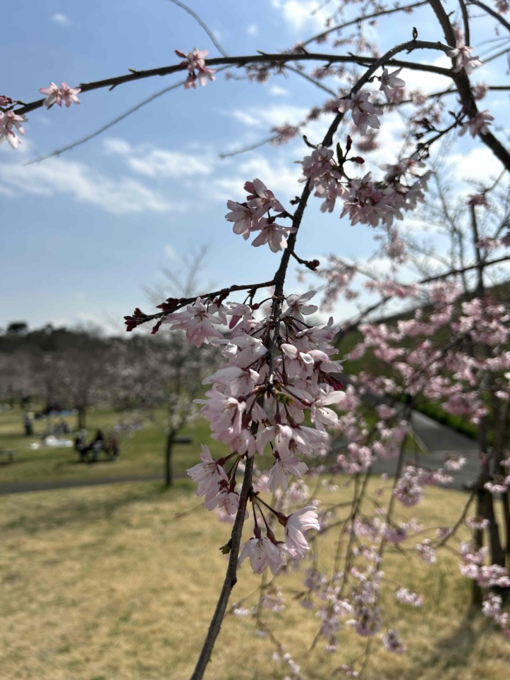 桜咲く♪♪（狭山公園）