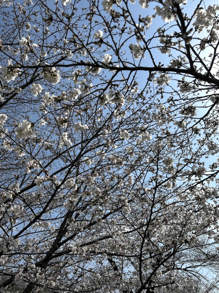 桜咲く♪♪（狭山公園）