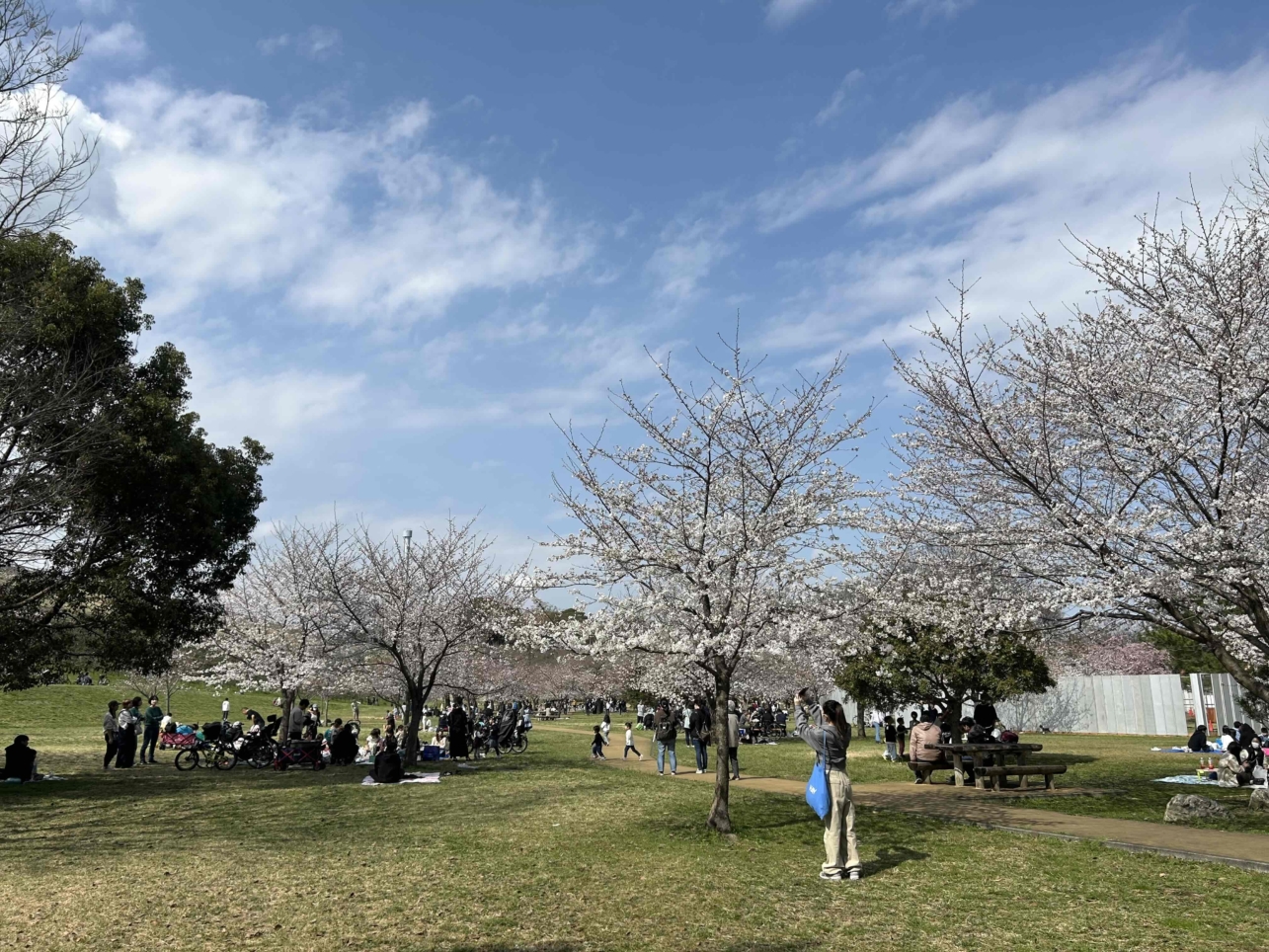 桜咲く♪♪（狭山公園）