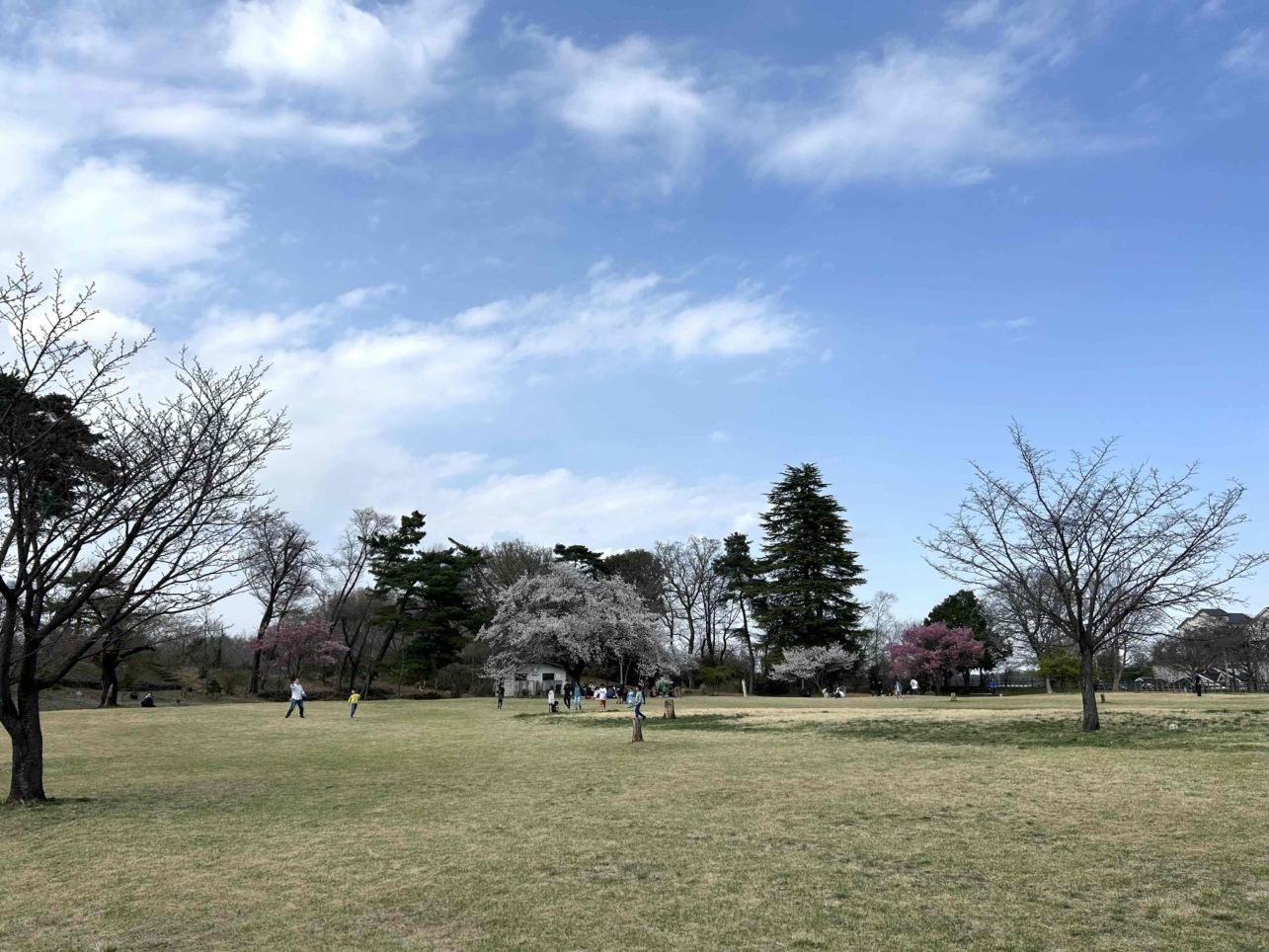 桜咲く♪♪（狭山公園）